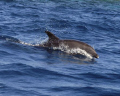   Ambassador Seadolphin dolphins Bottlenose dohphin mammals big fish large Sea/dolphin, Seadolphin, Sea dolphin,  